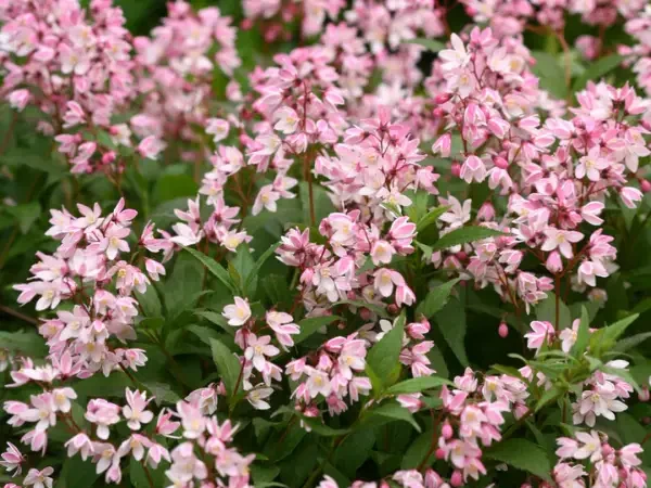 Dense clusters of Slender Deutzia Yuki Cherry Blossoms: small, pink flowers with white accents bloom amidst lush green foliage.