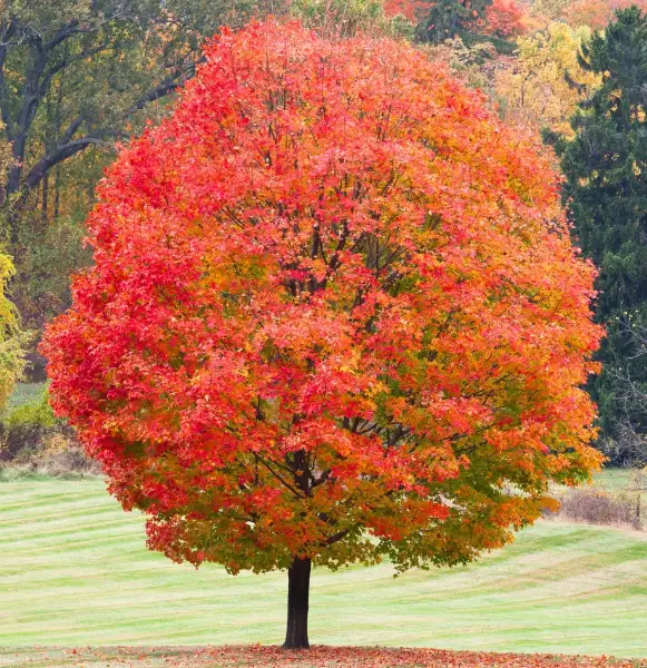 Acer Saccharum Sugar Maple Green Mountain