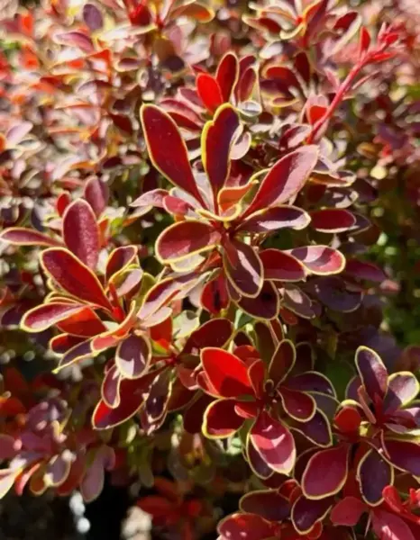 Admiration Barberry