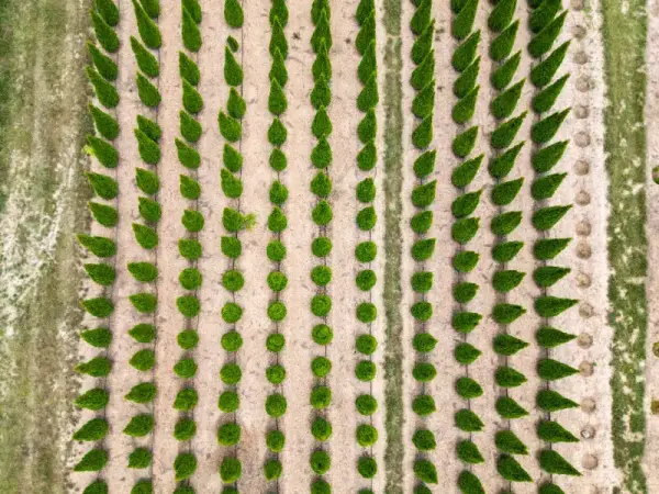 Aerial View Emerald Greens