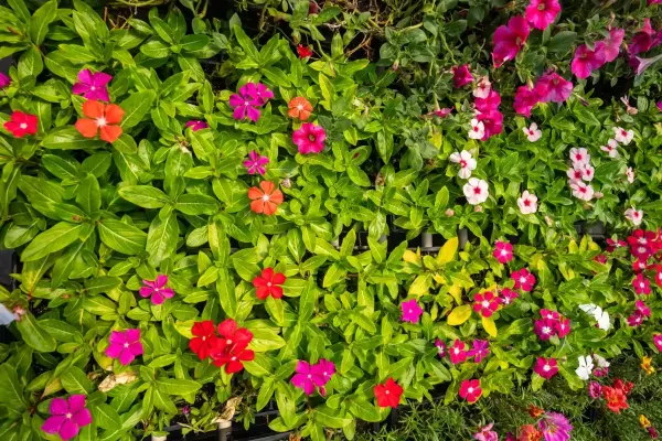 Annual Vinca