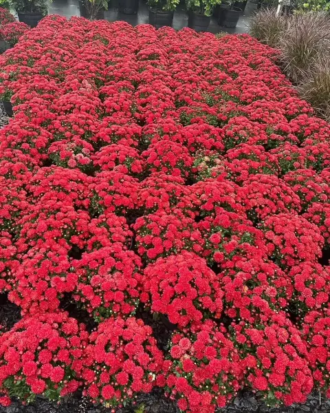 Flowering Fall Mums