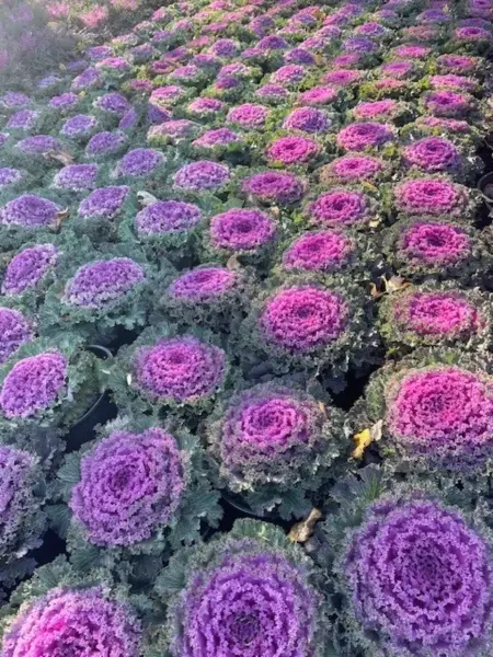 Ornamental Cabbage Kale