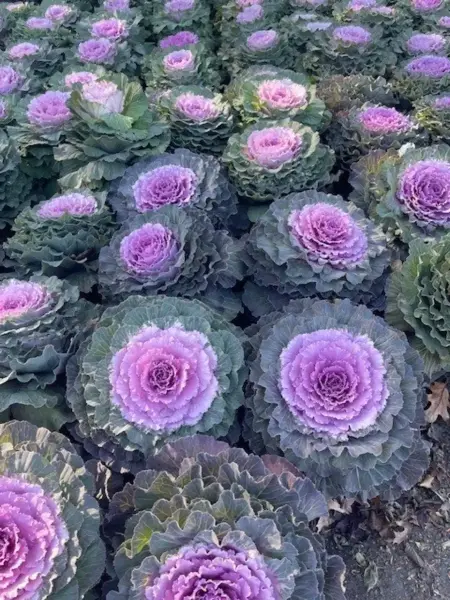 Ornamental Cabbage Kale