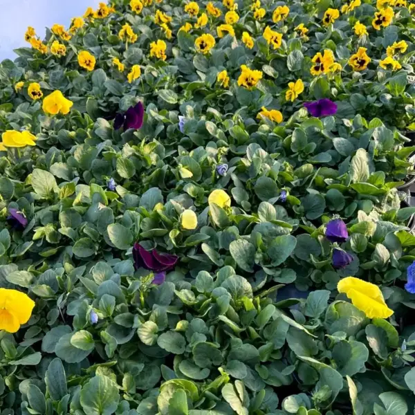 Spring Pansies