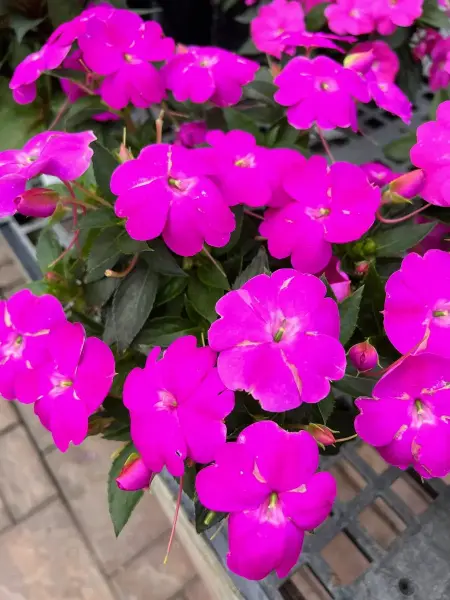 Sunpatiens