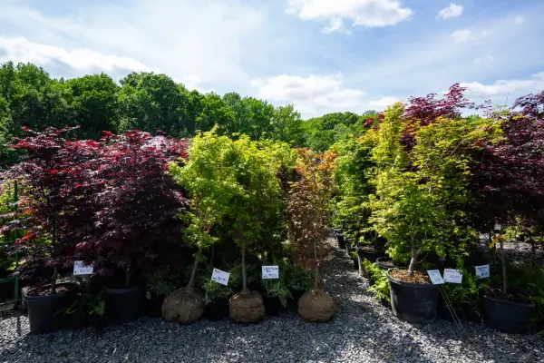 Assorted Japanese Maple Trees