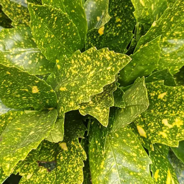 Aucuba Golden Dust Plant