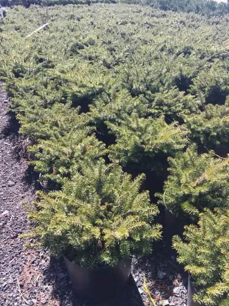Birds Nest Spruce