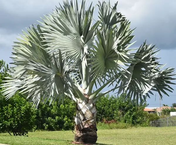Bismarck Palm