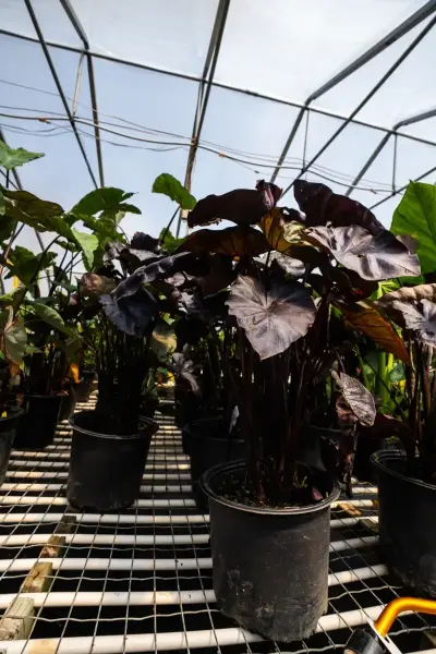 Black Magic Elephant Ear