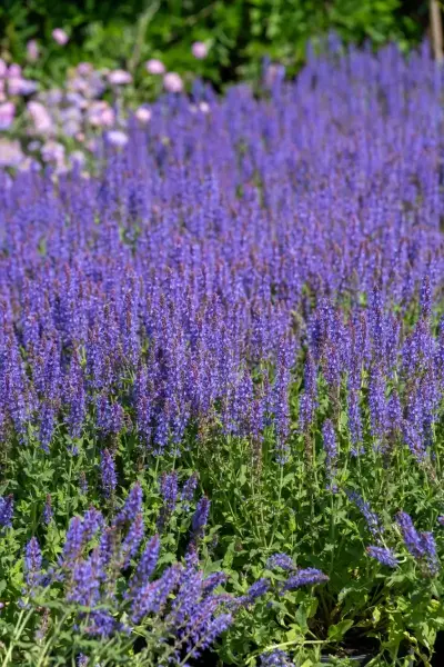 Blue Hill Salvia
