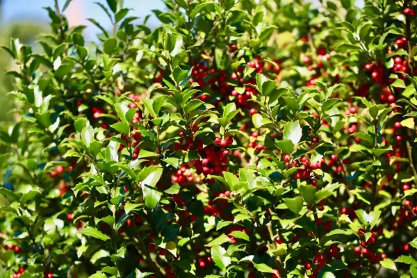 Blue Holly