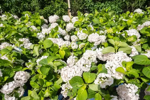 Blushing Bride Hydrangea