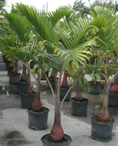 Bottle Palm