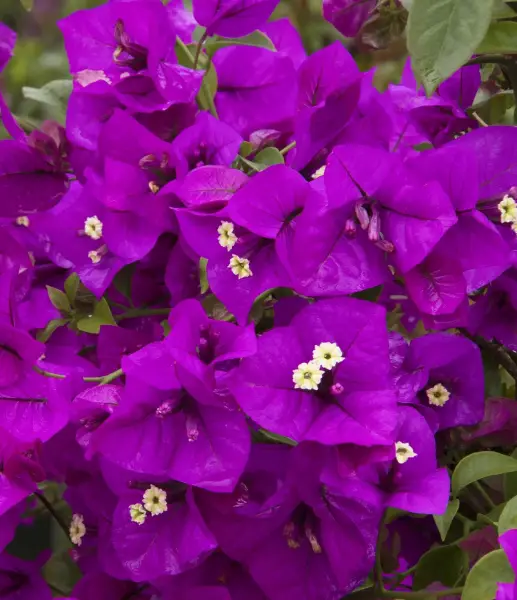 Bougainvillea Purple Queen