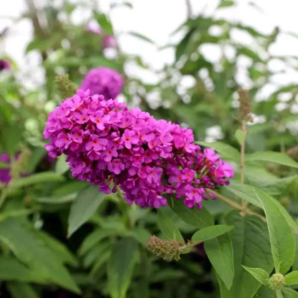 Buddleja Davidii Butterfly Bush Tutti Fruitti
