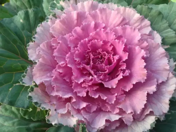 Cabbage Osaka Pink