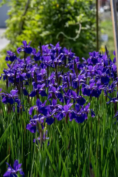 Caesars Brother Iris