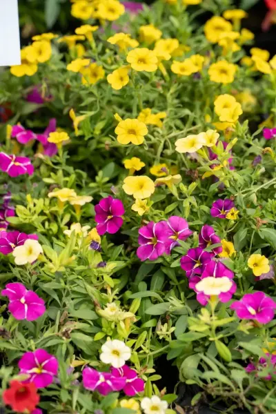 Calibrachoa