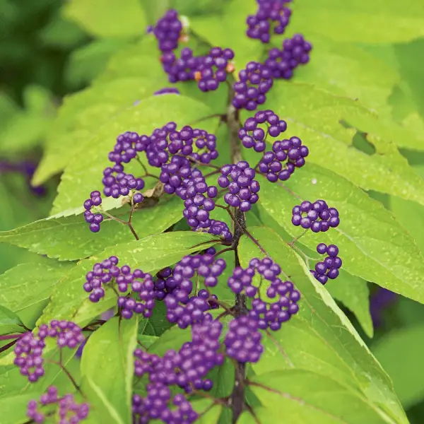 Callicarpa Dichotoma Beauty Berry Early Amethyst