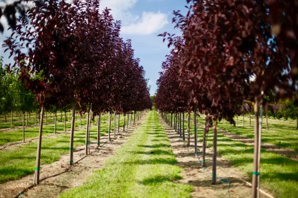 Canada Red Cherry Trees
