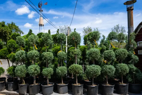 Carolina Sapphire 3ball Pom Pom