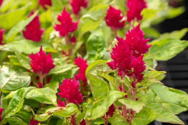 Celosia