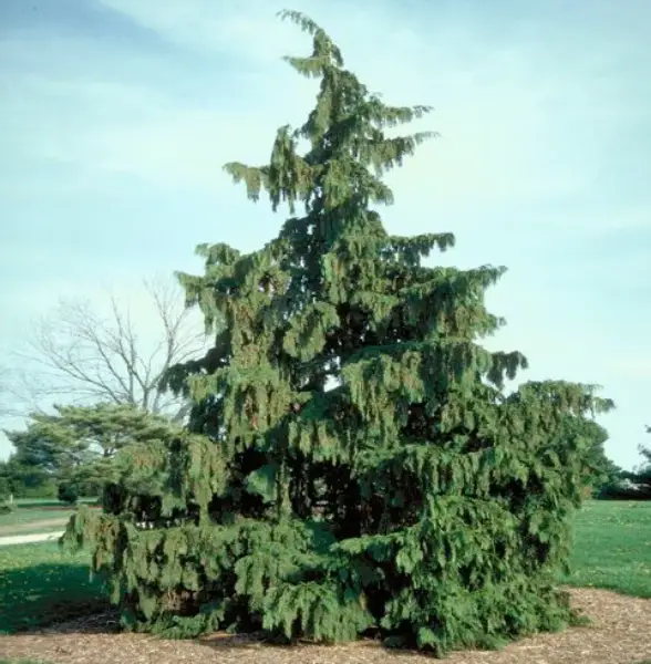 Chamaecyparis Nootkatensis Weeping Alaskan Cedar