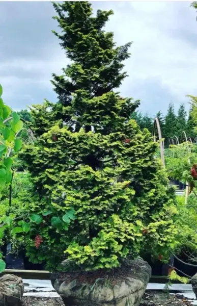 Chamaecyparis Obtusa Compacta Hinoki
