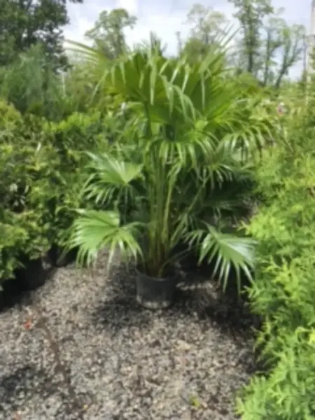 Chinese Fan Palm