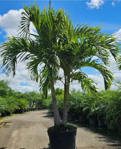 Christmas Palm Adonidia
