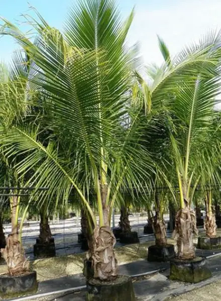 Coconut Palm