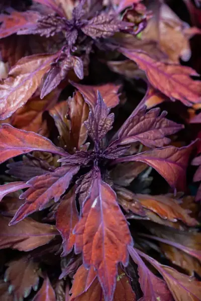Coleus