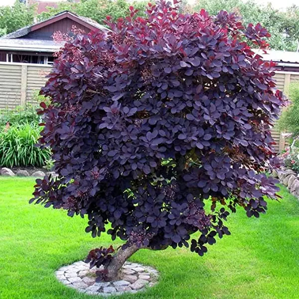 Cotinus Coggygria Smoke Tree Royal Purple