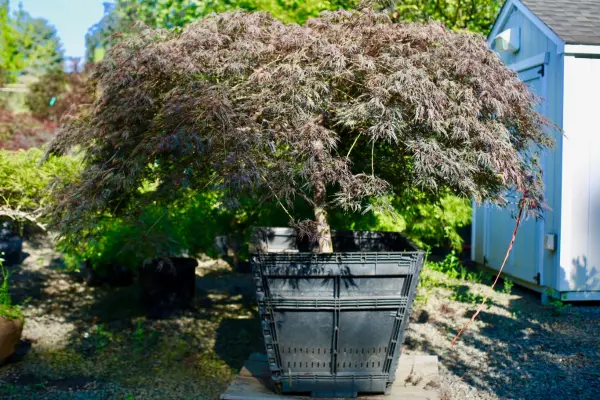 Crimson Queen Japanese Maple Trees