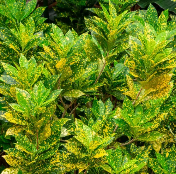 Croton Gold Dust