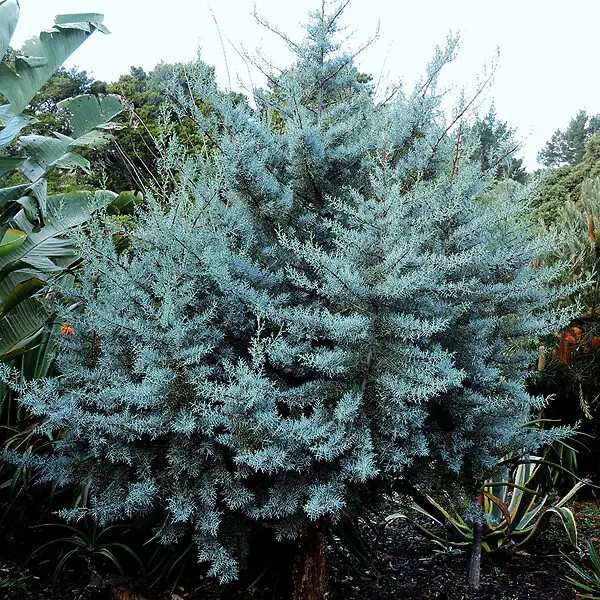 Cupressus Arizonica Var