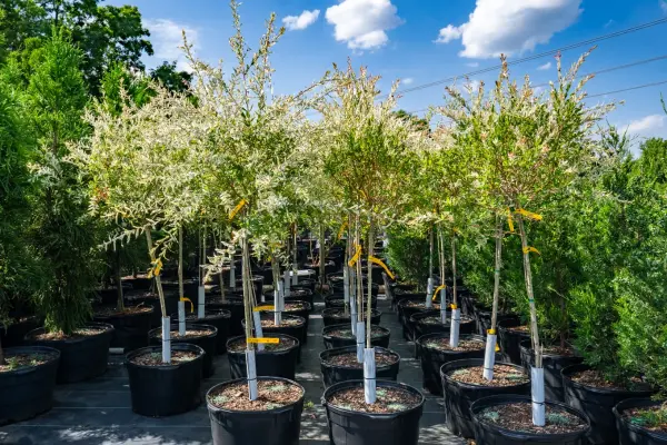Dappled Willow Standard