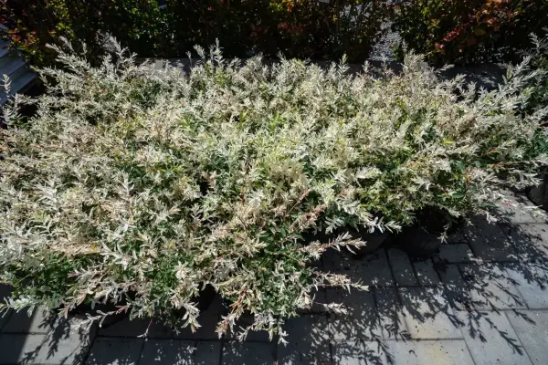 Dappled Willow