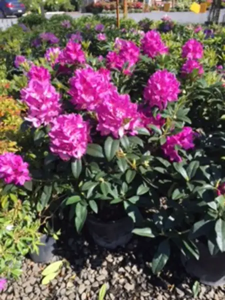 Elegans Rhododendron