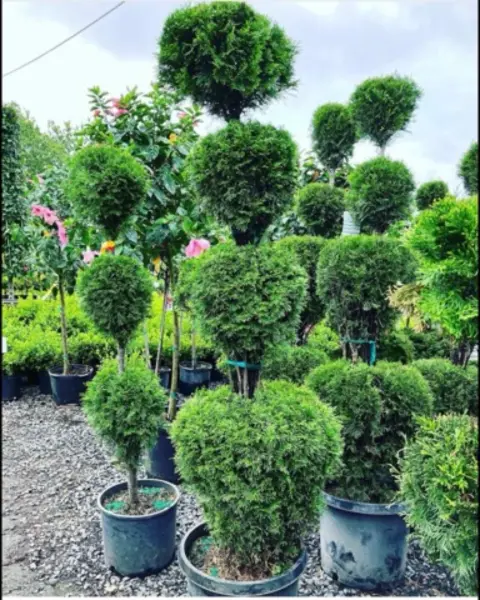 Emerald Green 4 Ball