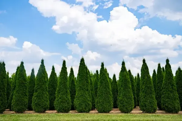 Emerald Green Evergreen Trees