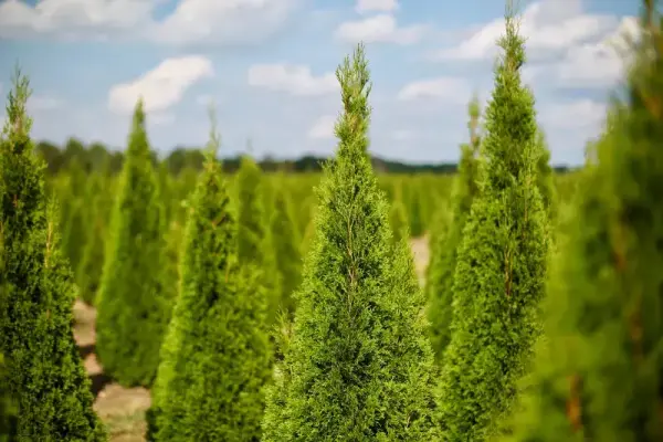 Emerald Green Evergreen Trees