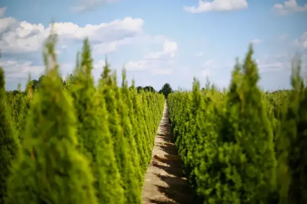 Emerald Green Evergreen Trees