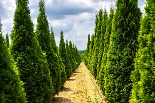 Evergreen Trees Emerald Green