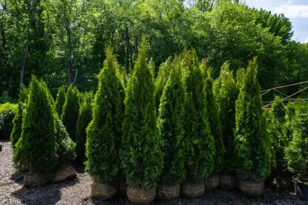 Emerald Green Evergreen Trees