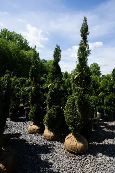 Emerald Green Spiral