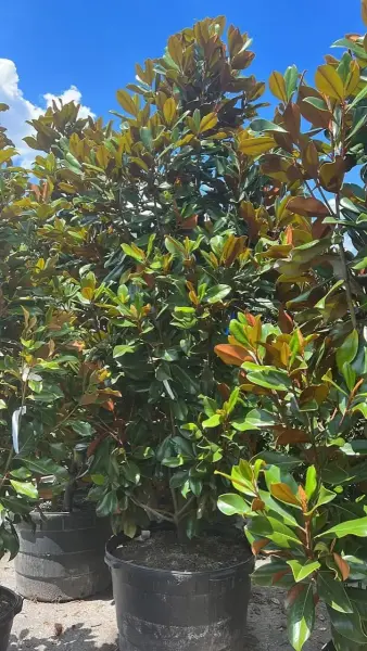 Brackens Beauty Southern Magnolia