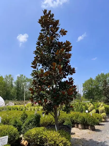 Dd Blanchard Southern Magnolia